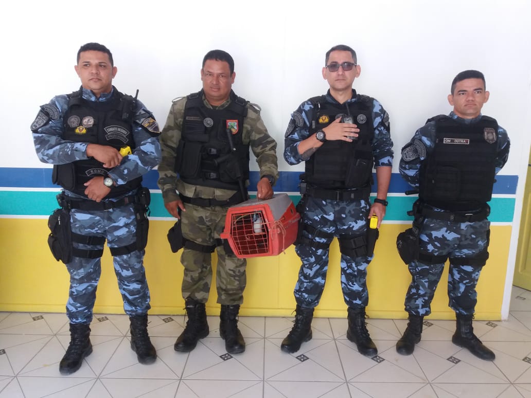Guarda Civil realiza soltura de pássaro em área rural do município.